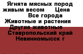 Ягнята мясных пород живым весом.  › Цена ­ 125 - Все города Животные и растения » Другие животные   . Ставропольский край,Невинномысск г.